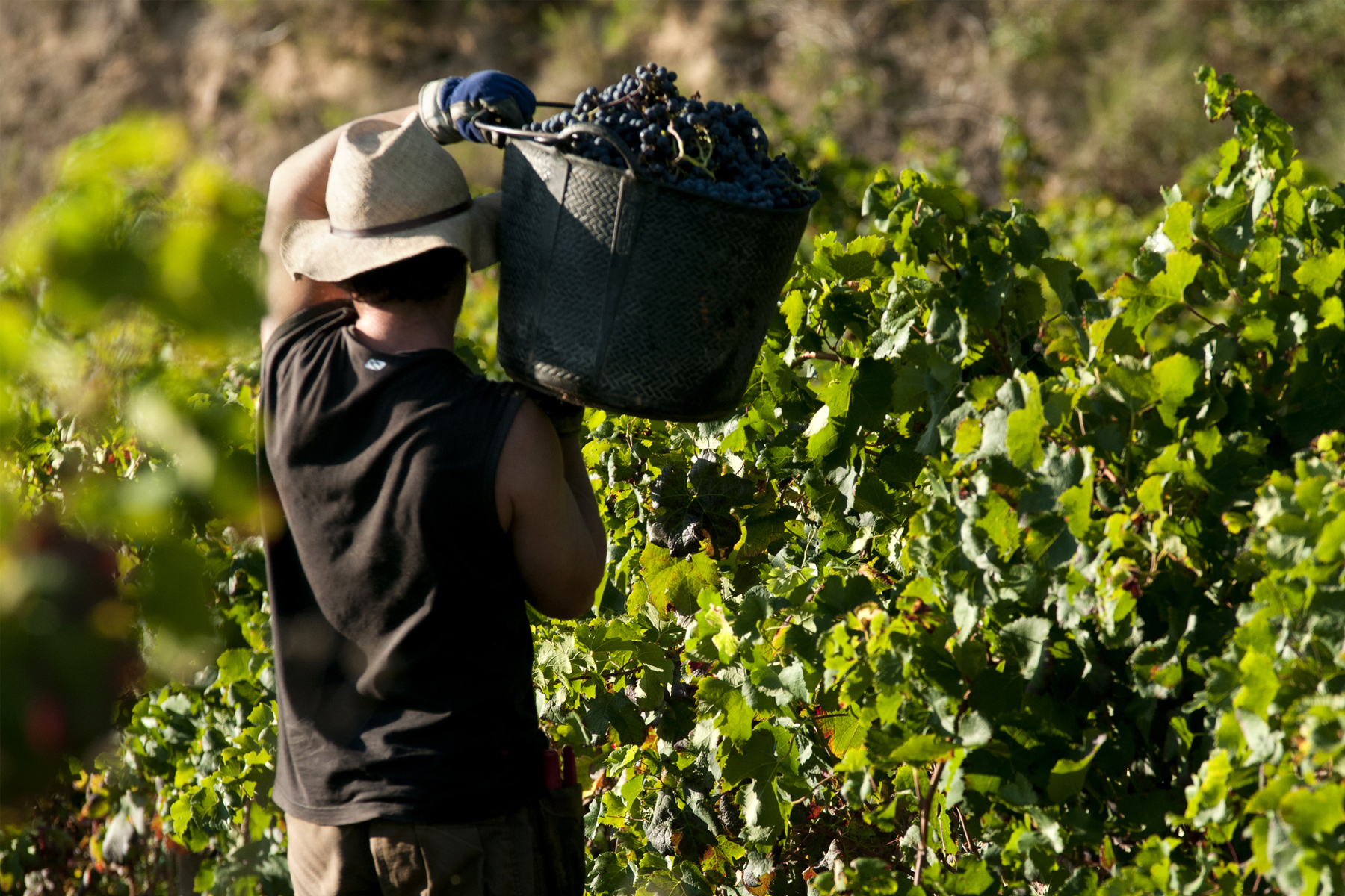 Managing Migrant Labor Human Rights Risks in US Food Value Chains, hero image