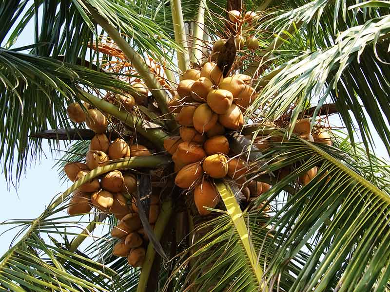 Sustainable Coconut Partnership: Toward a Responsible and Resilient ...