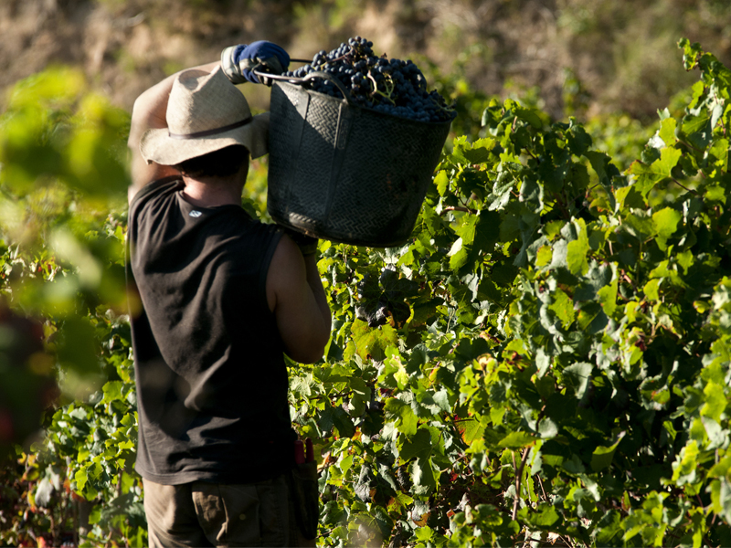 Managing Migrant Labor Human Rights Risks in US Food Value Chains thumbnail image