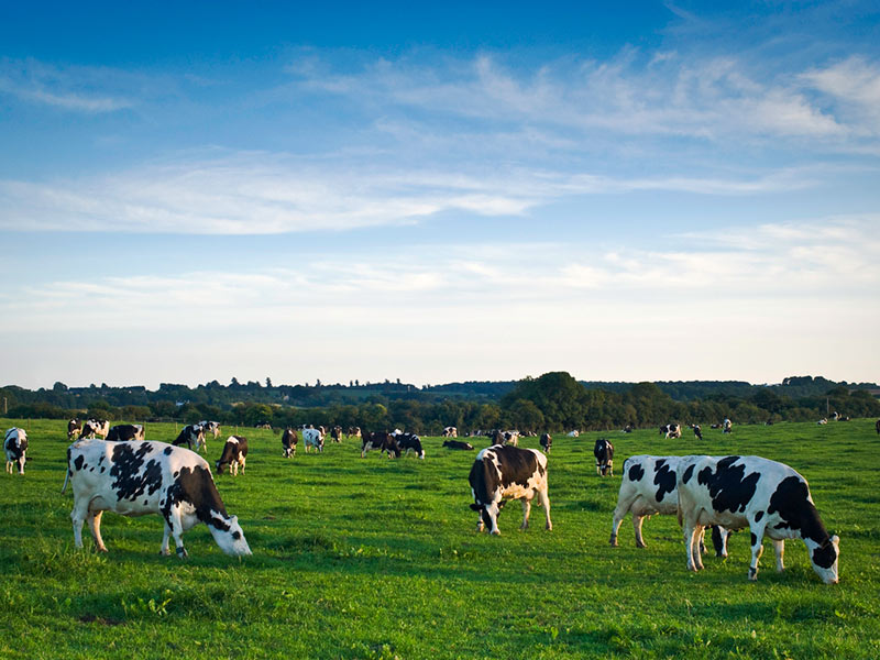 The Role of Manure Management in Supporting Net Zero Goals in the Dairy Sector thumbnail image